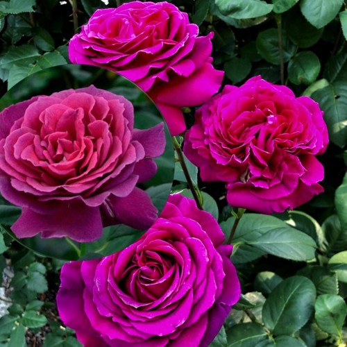 Rosa 'Big Purple' - Roos 'Big Purple'  